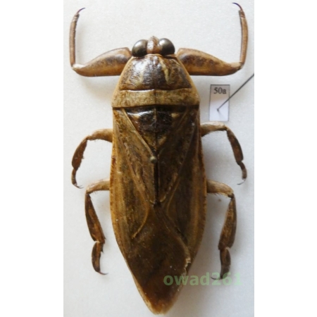 Lethocerus grandis (Linnaeus, 1758) 73mm Thailand50a